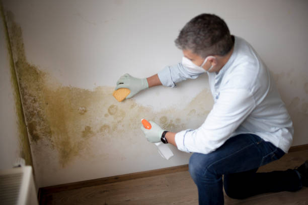 Mold Documentation for Insurance Claims in Lawrence, IN